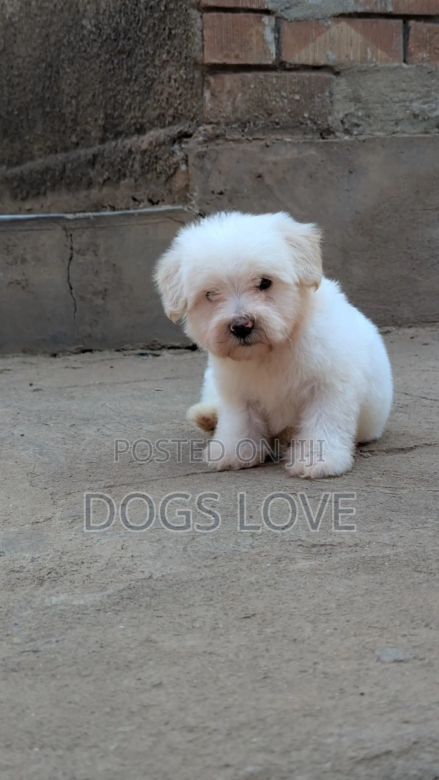 1-3 months Female Purebred Maltese