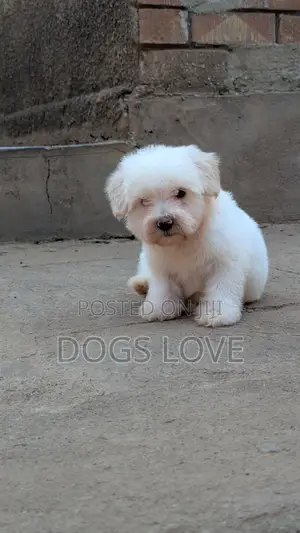 1-3 months Female Purebred Maltese