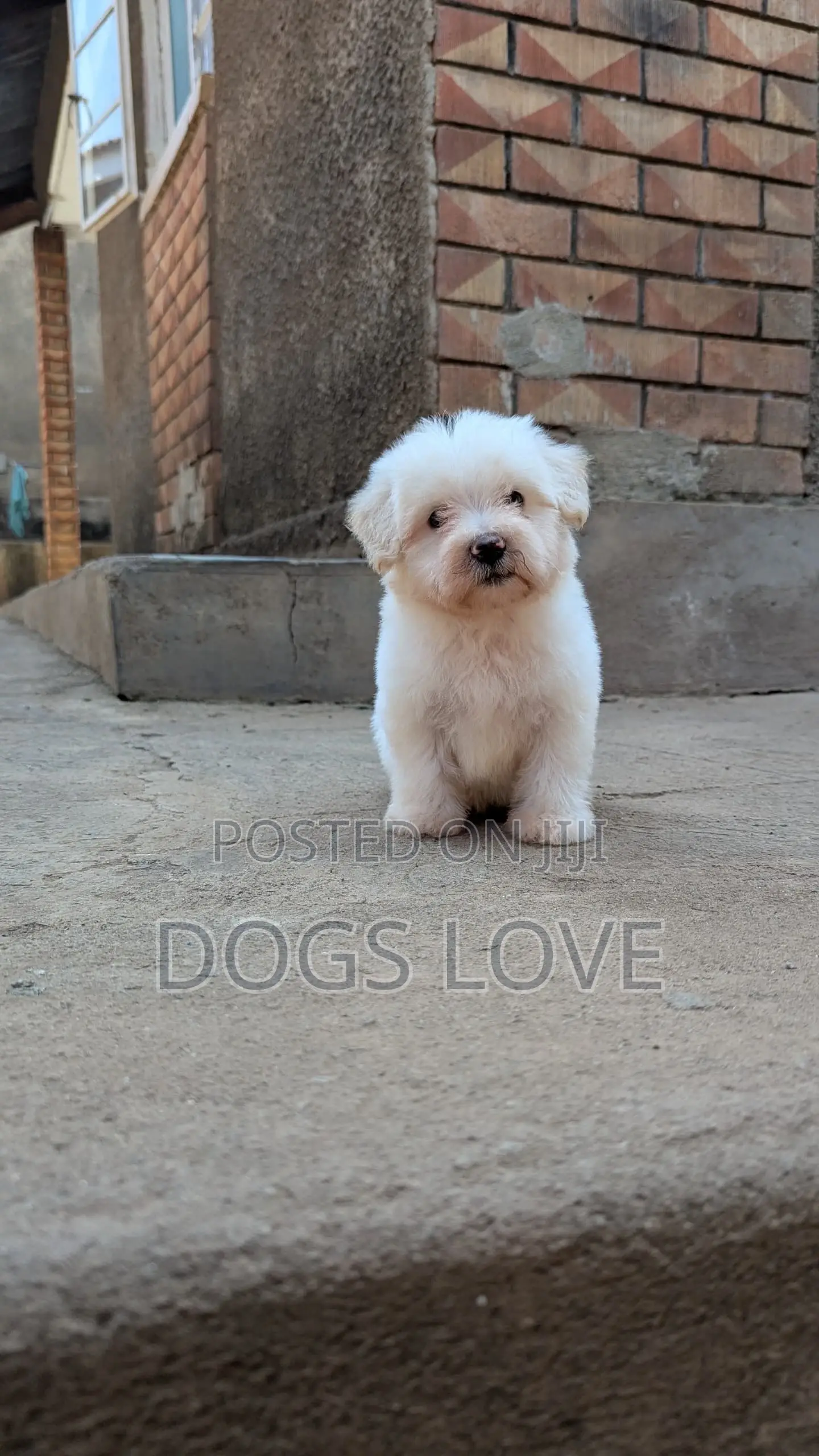 1-3 months Female Purebred Maltese