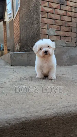 1-3 months Female Purebred Maltese