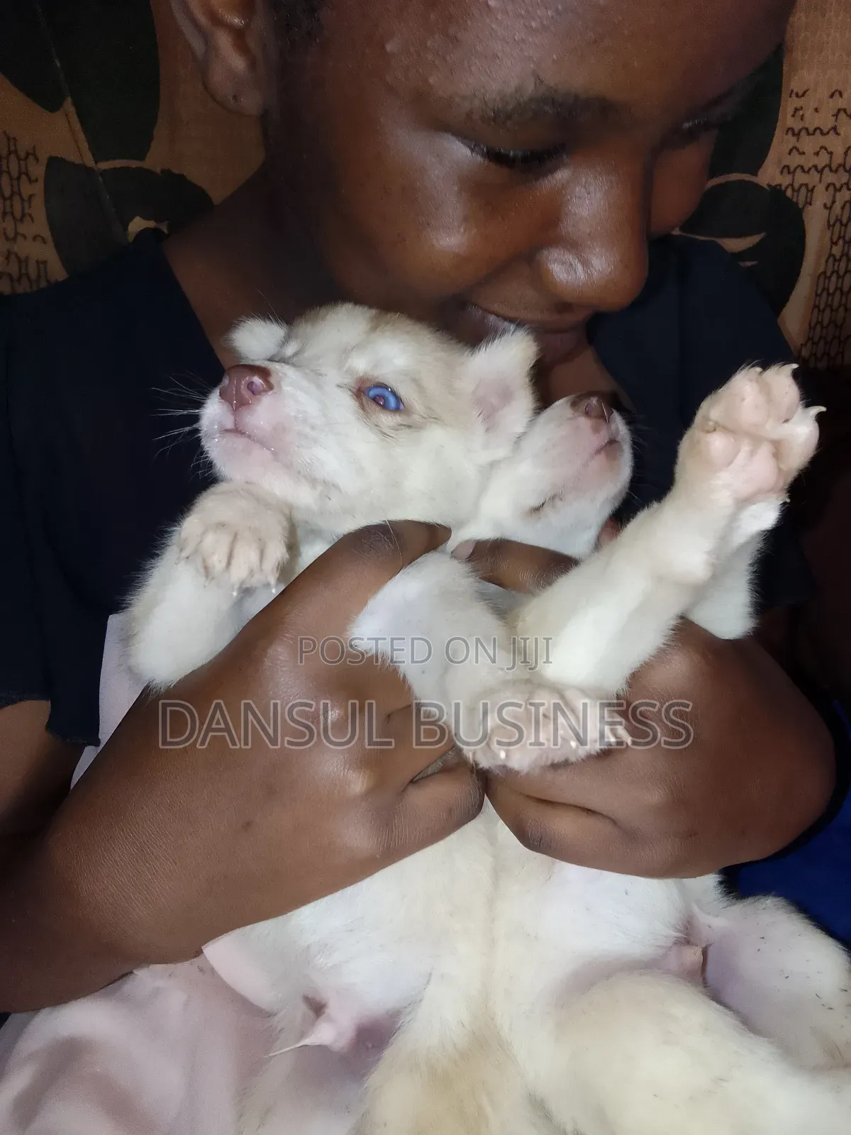 1-3 months Male Purebred Siberian Husky