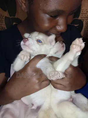 1-3 months Male Purebred Siberian Husky
