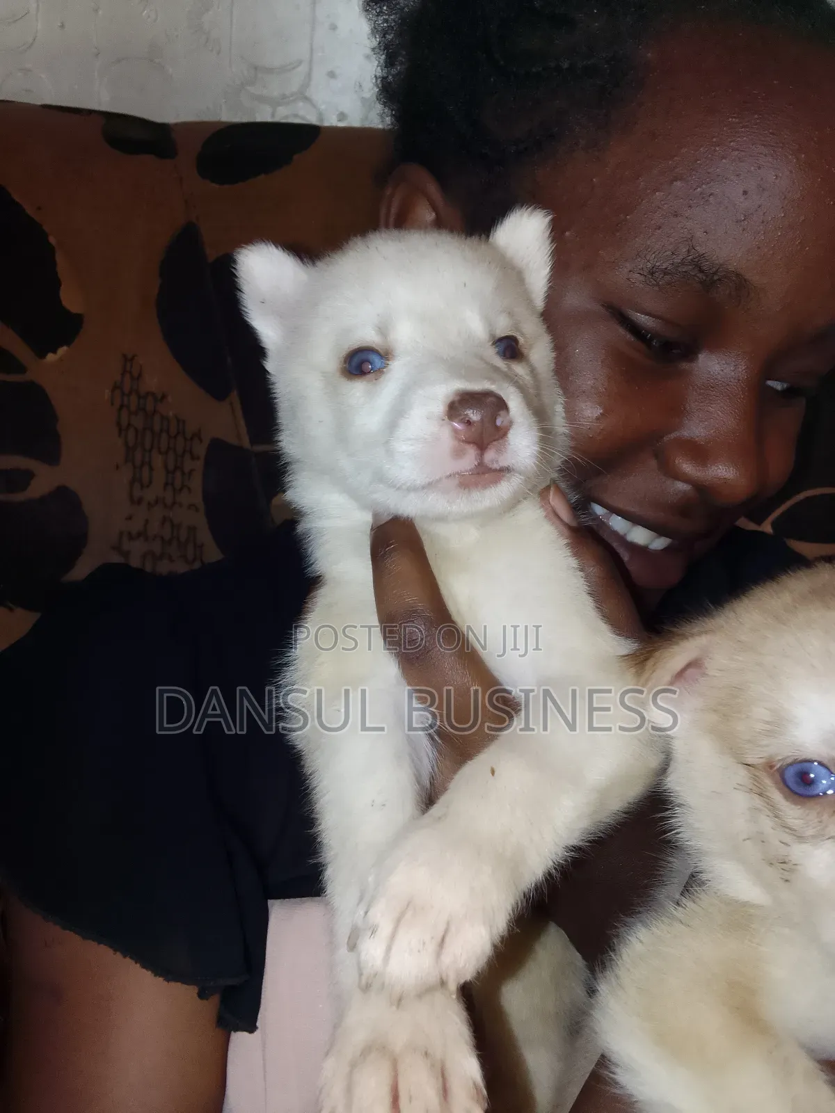 1-3 months Male Purebred Siberian Husky