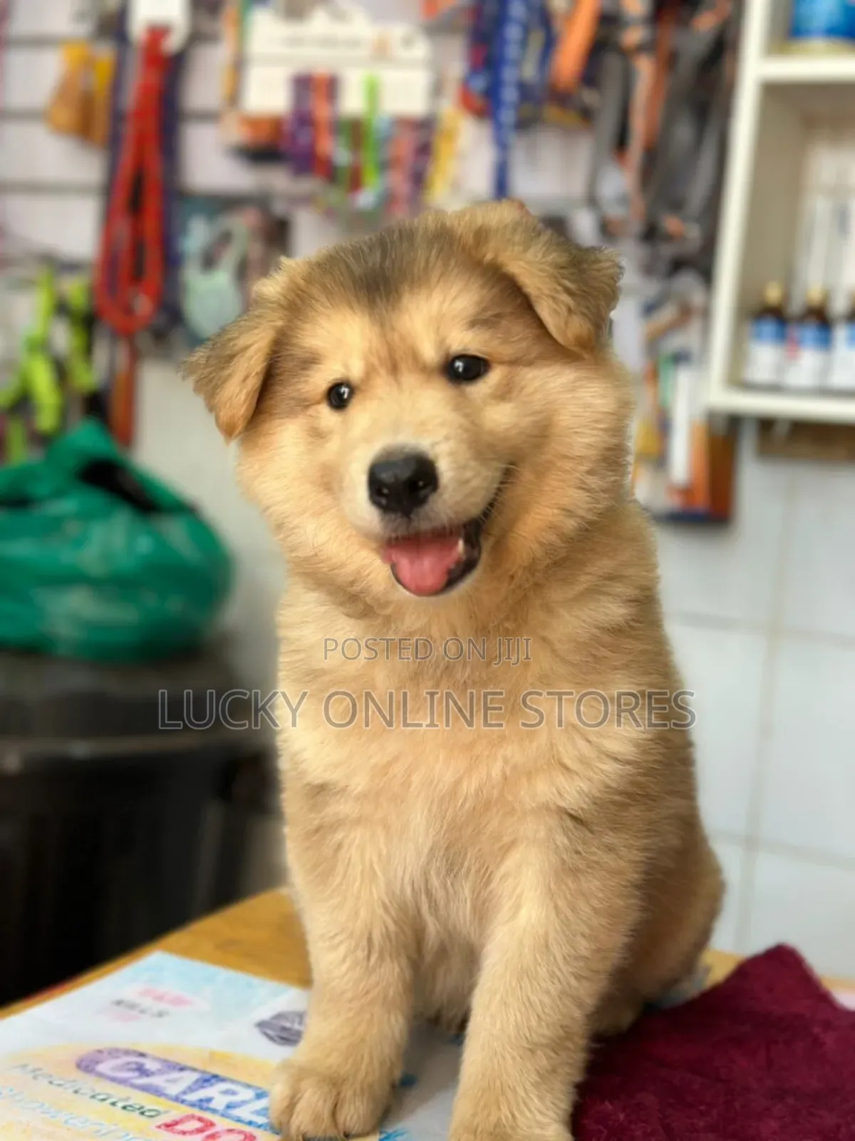 1-3 months Male Purebred Siberian Husky