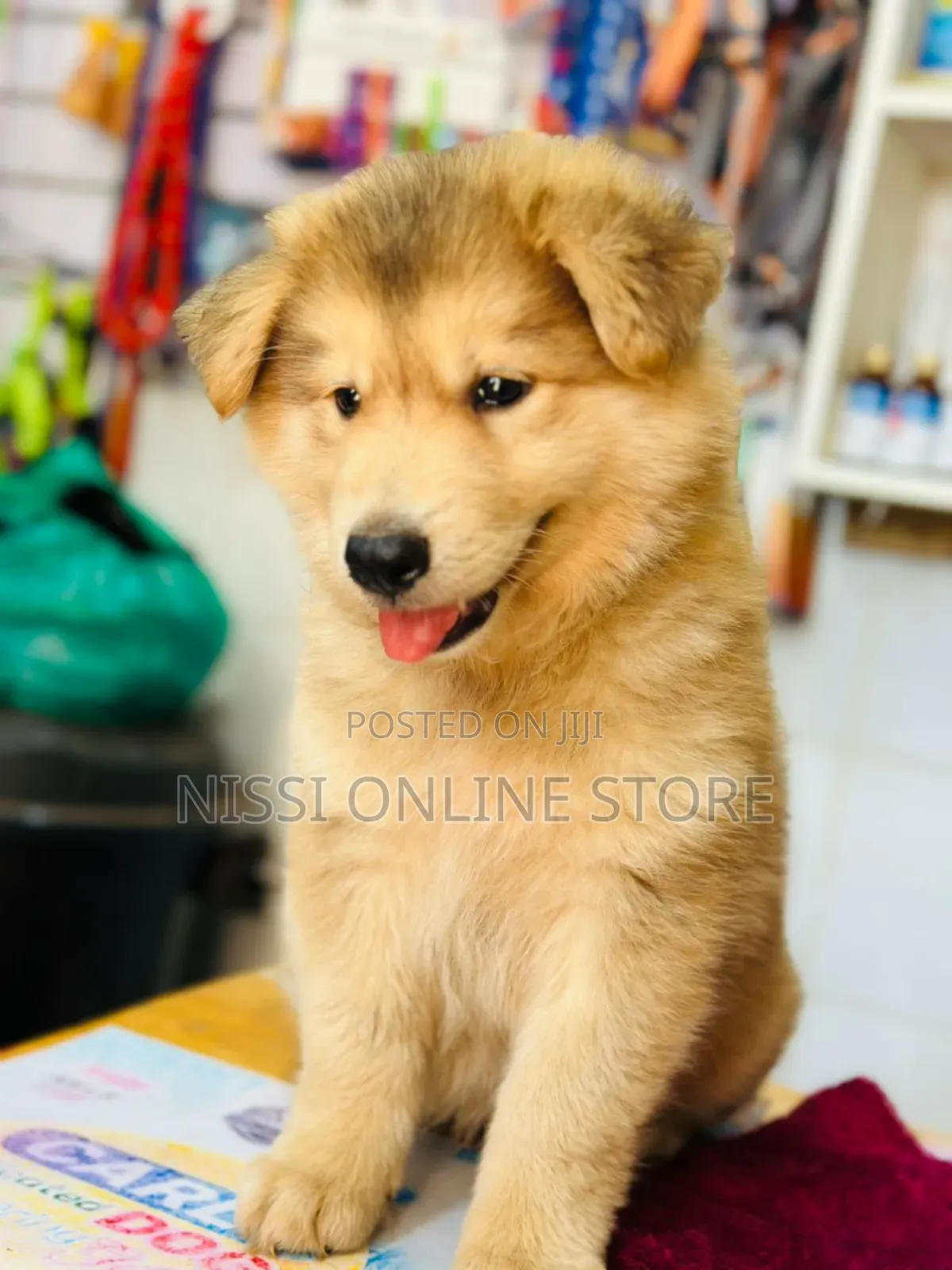 1-3 months Male Purebred Siberian Husky