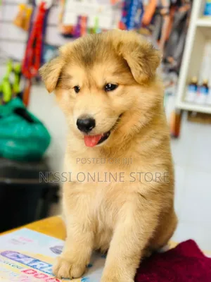 1-3 months Male Purebred Siberian Husky