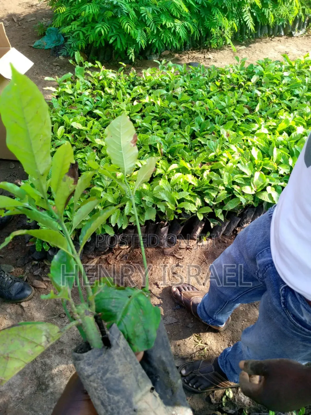 Kr Coffee Seedlings