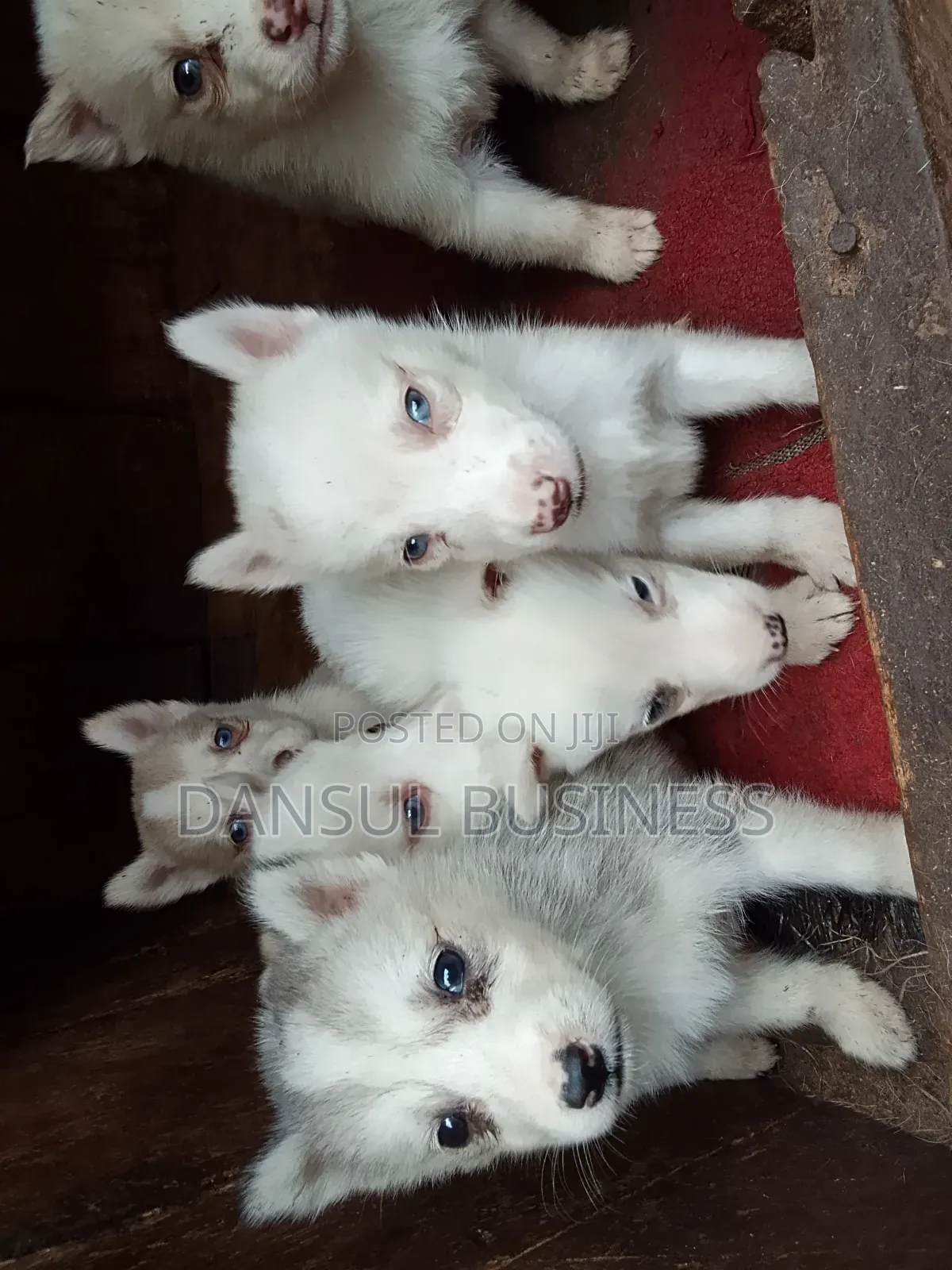 1-3 months Female Purebred Siberian Husky