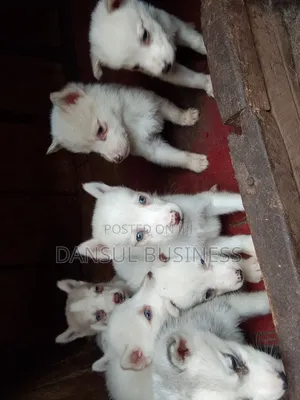 1-3 months Female Purebred Siberian Husky