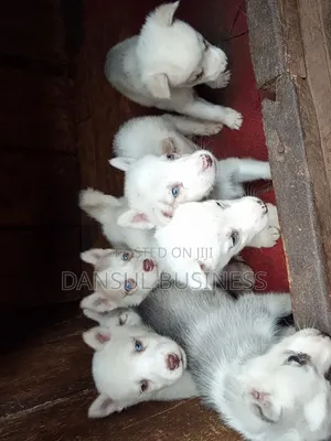 1-3 months Female Purebred Siberian Husky