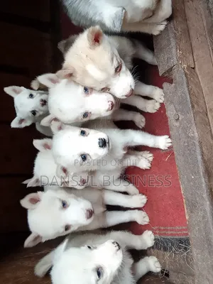 1-3 months Female Purebred Siberian Husky