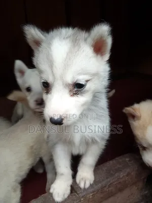 1-3 months Female Purebred Siberian Husky