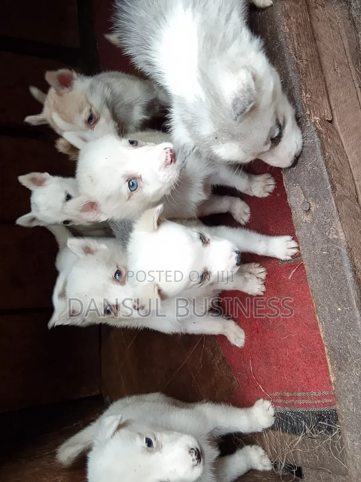 1-3 months Female Purebred Siberian Husky