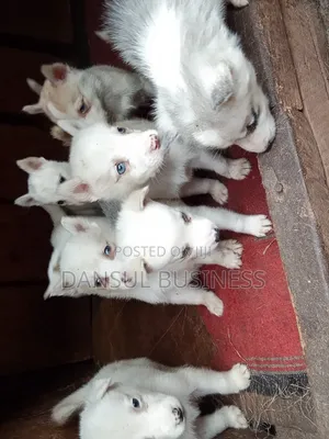1-3 months Female Purebred Siberian Husky