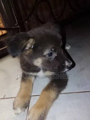 1-3 months Female Purebred German Shepherd