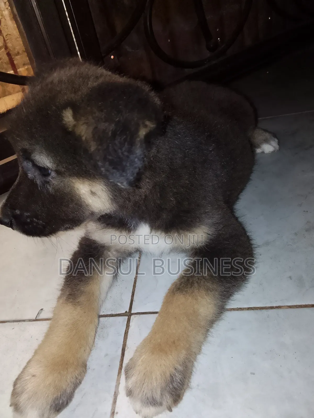 1-3 months Female Purebred German Shepherd