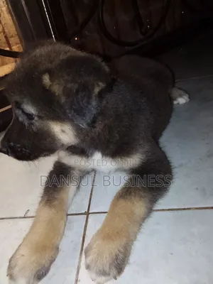 1-3 months Female Purebred German Shepherd