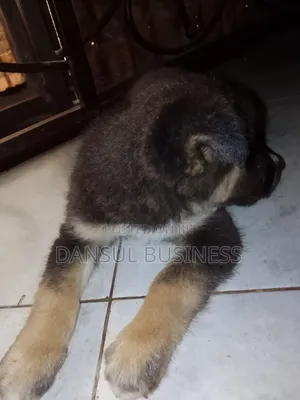 1-3 months Female Purebred German Shepherd