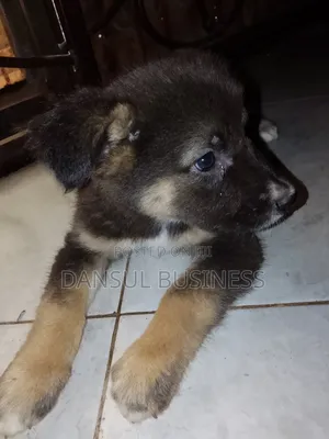1-3 months Female Purebred German Shepherd