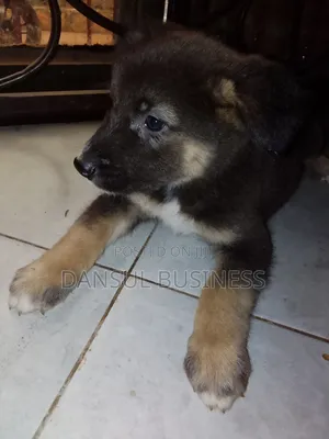 1-3 months Female Purebred German Shepherd