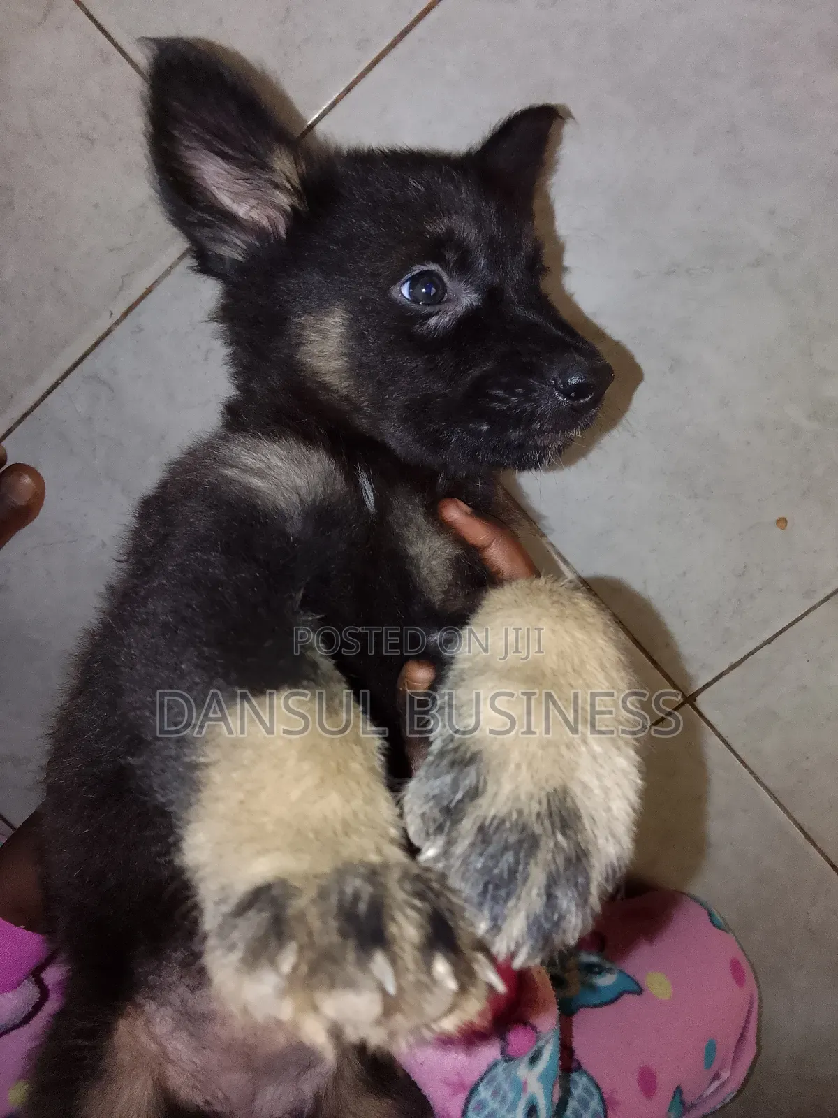 1-3 months Female Purebred German Shepherd