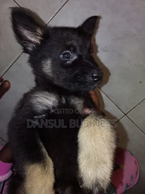 1-3 months Female Purebred German Shepherd