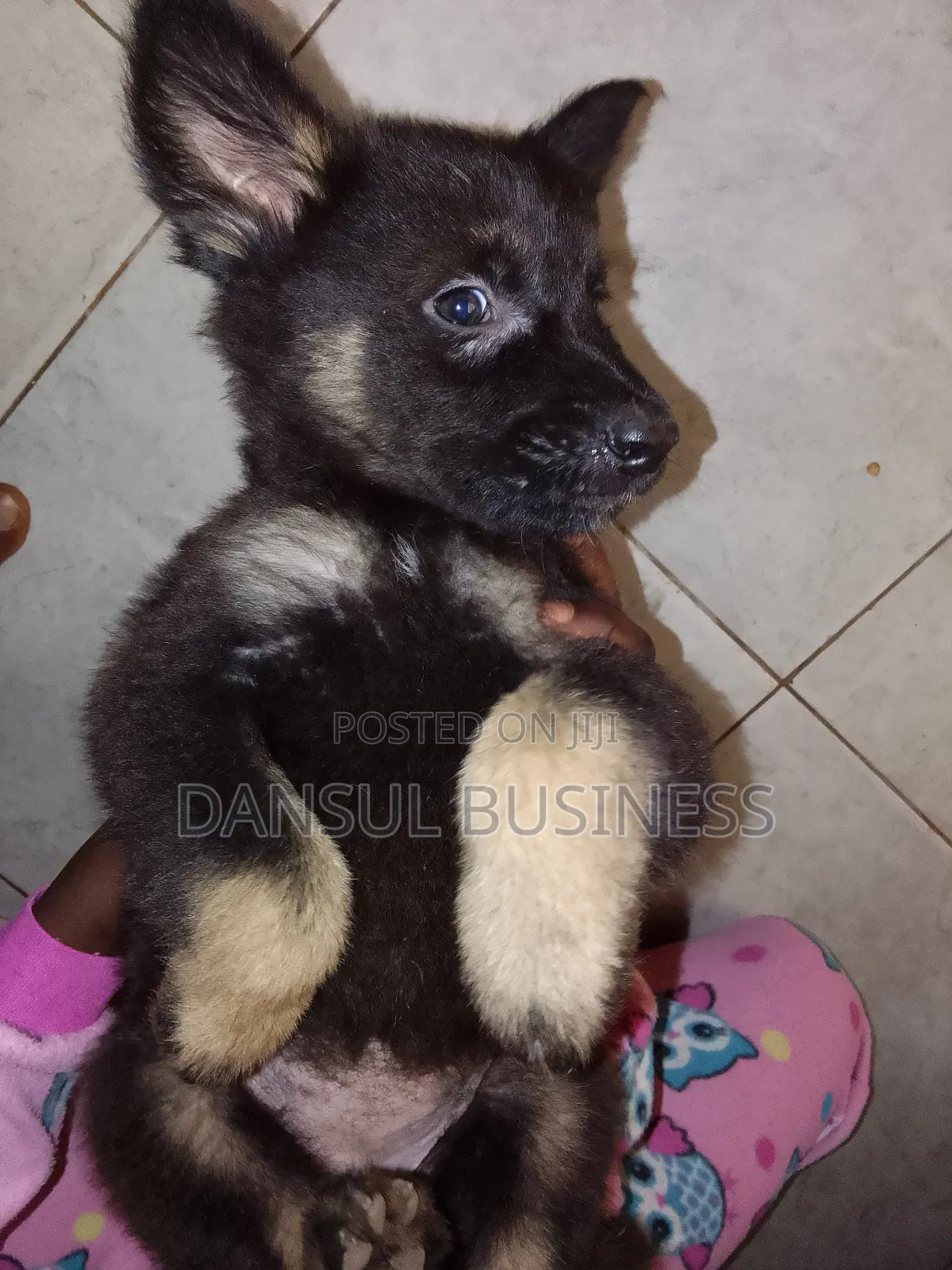 1-3 months Female Purebred German Shepherd