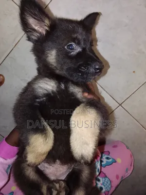 1-3 months Female Purebred German Shepherd