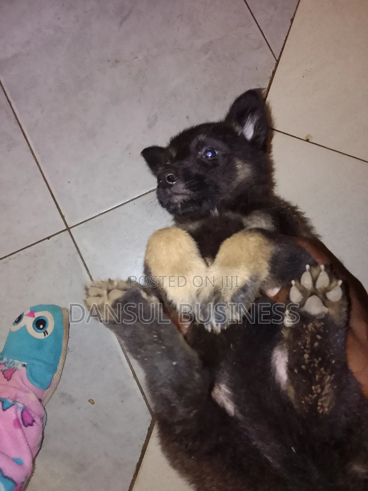 1-3 months Female Purebred German Shepherd
