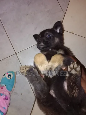 1-3 months Female Purebred German Shepherd