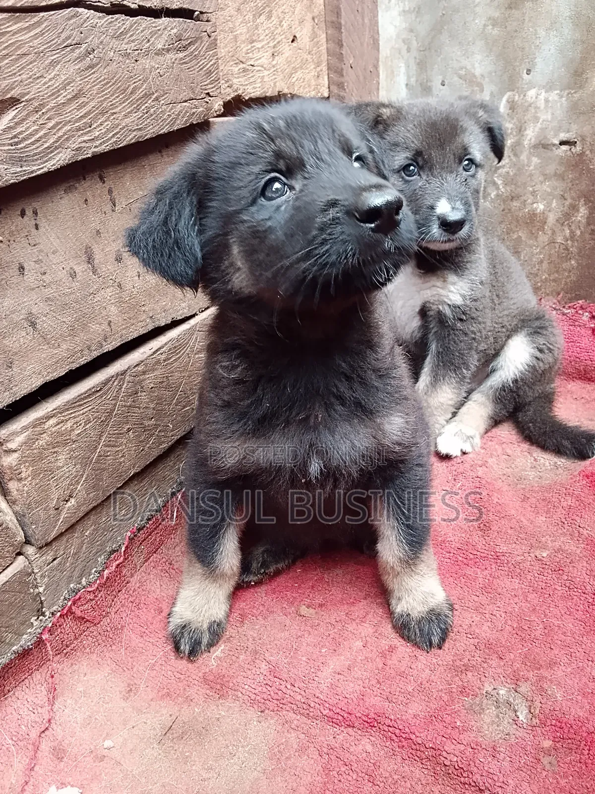 1-3 months Female Purebred German Shepherd