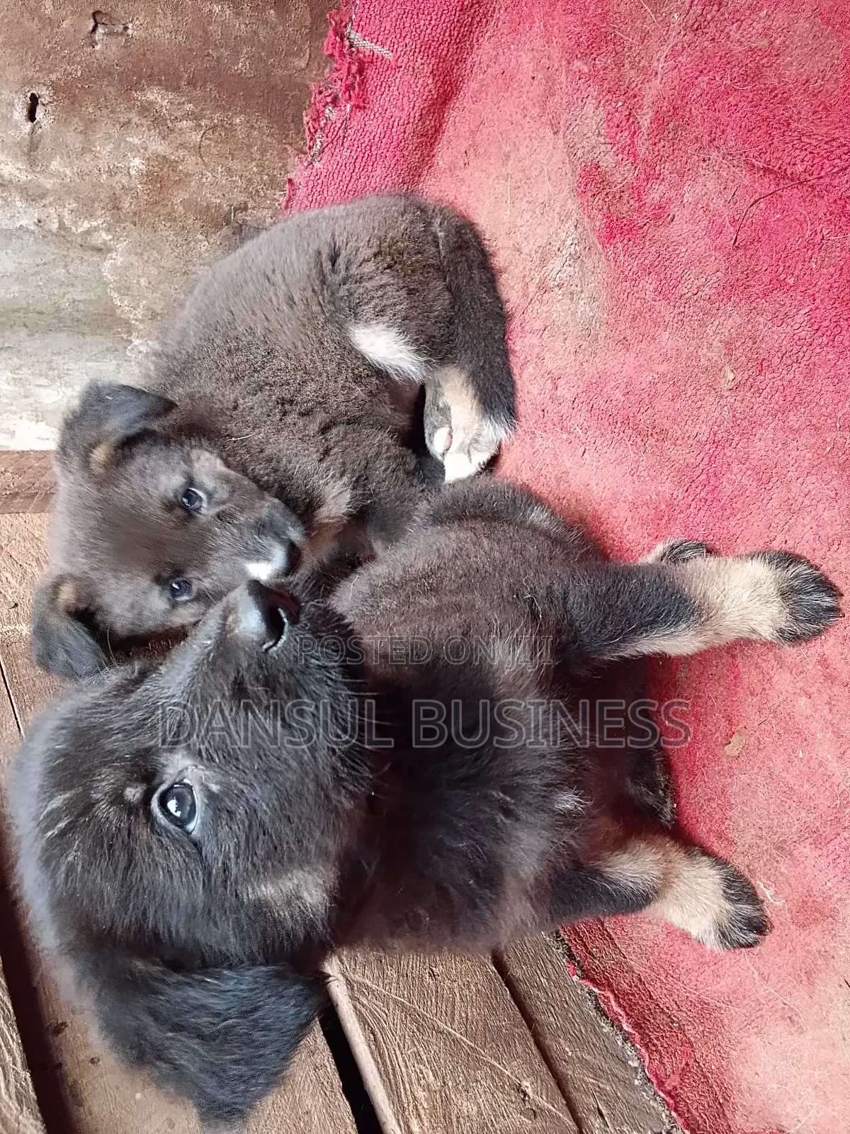 1-3 months Female Purebred German Shepherd