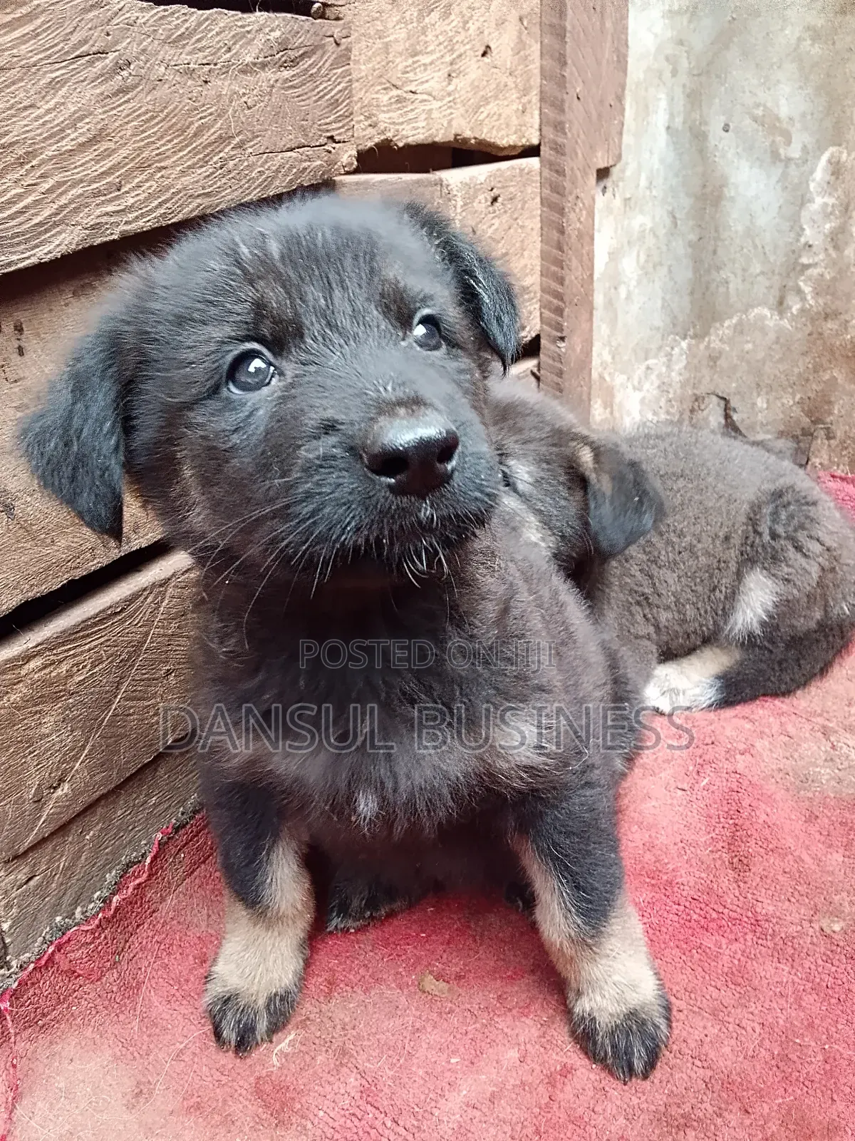 1-3 months Female Purebred German Shepherd