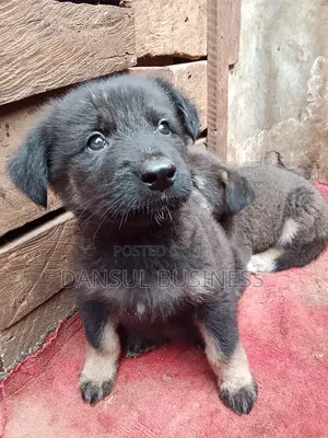 1-3 months Female Purebred German Shepherd
