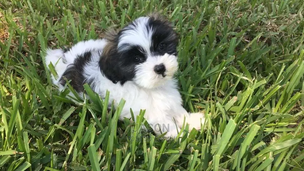 Black And White Male Maltese