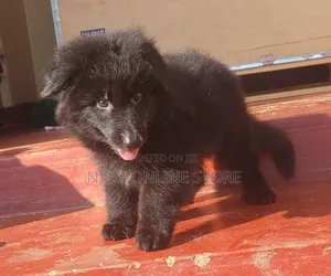 1-3 months Male Purebred German Shepherd