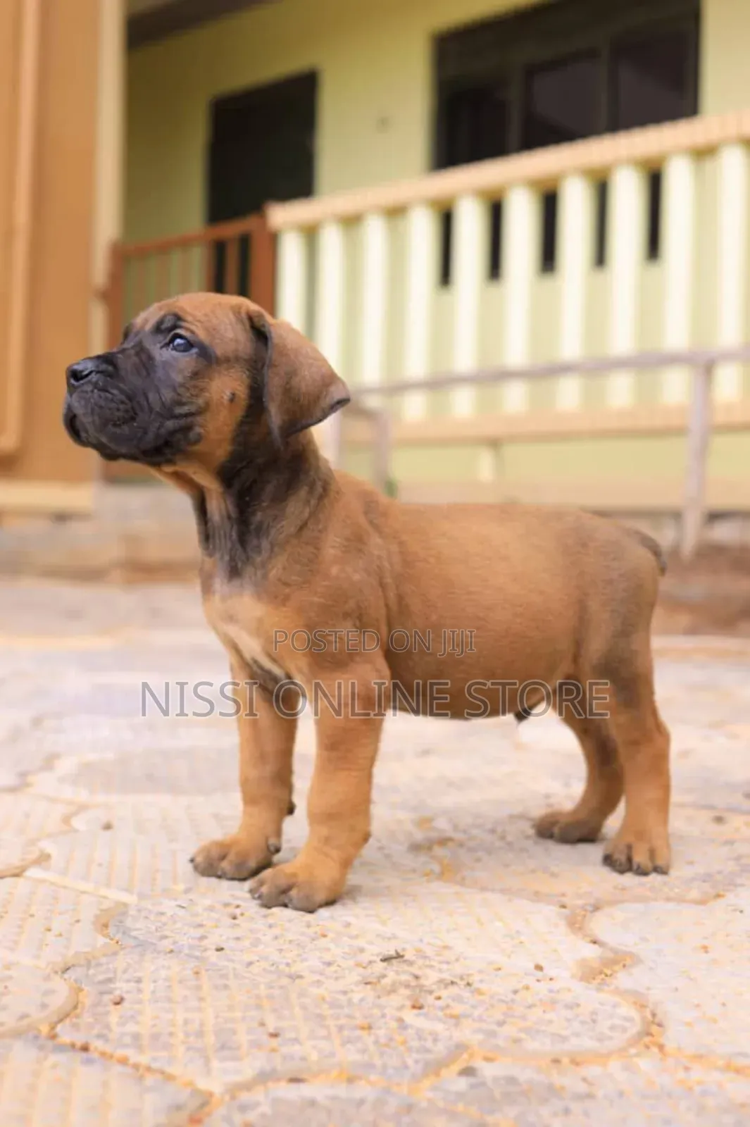 1-3 months Male Purebred Boerboel