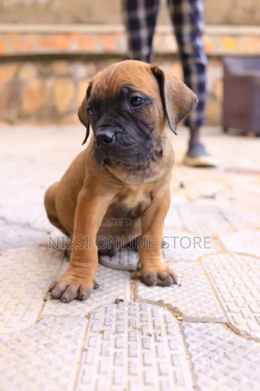 1-3 months Male Purebred Boerboel