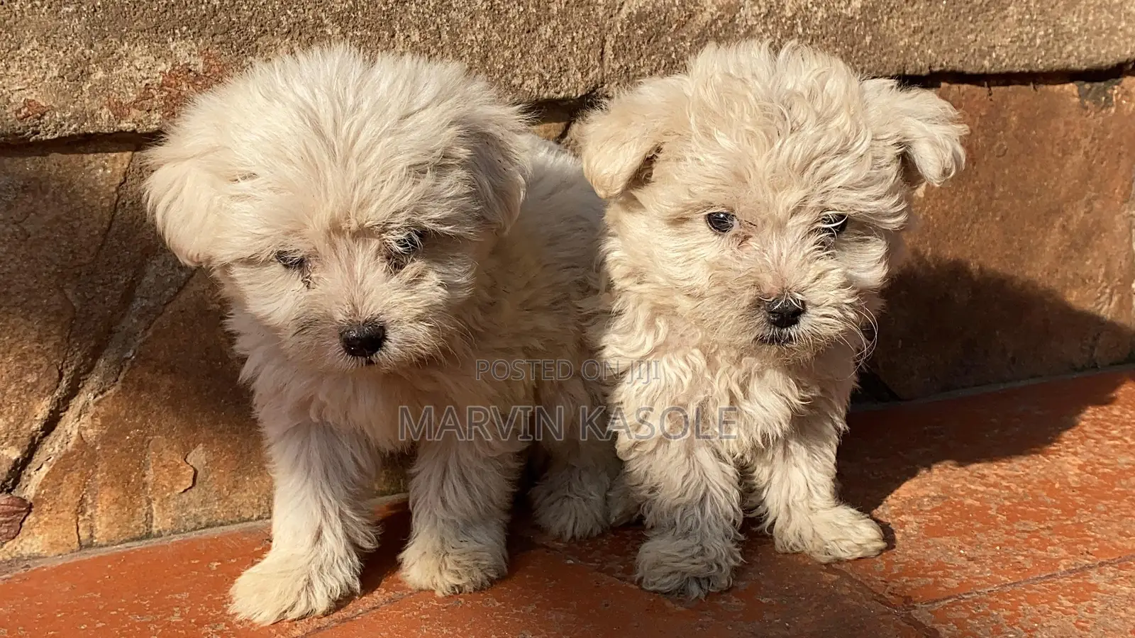 3-6 months Male Purebred Maltese