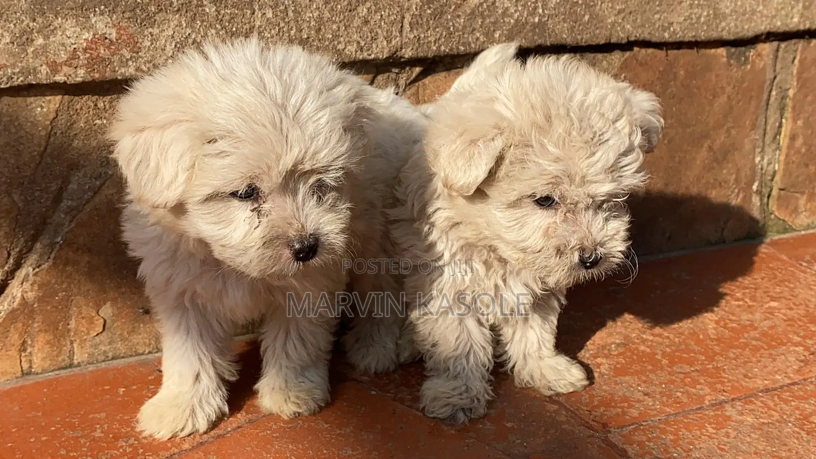 3-6 months Male Purebred Maltese