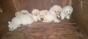 1-3 months Male Purebred Maltese