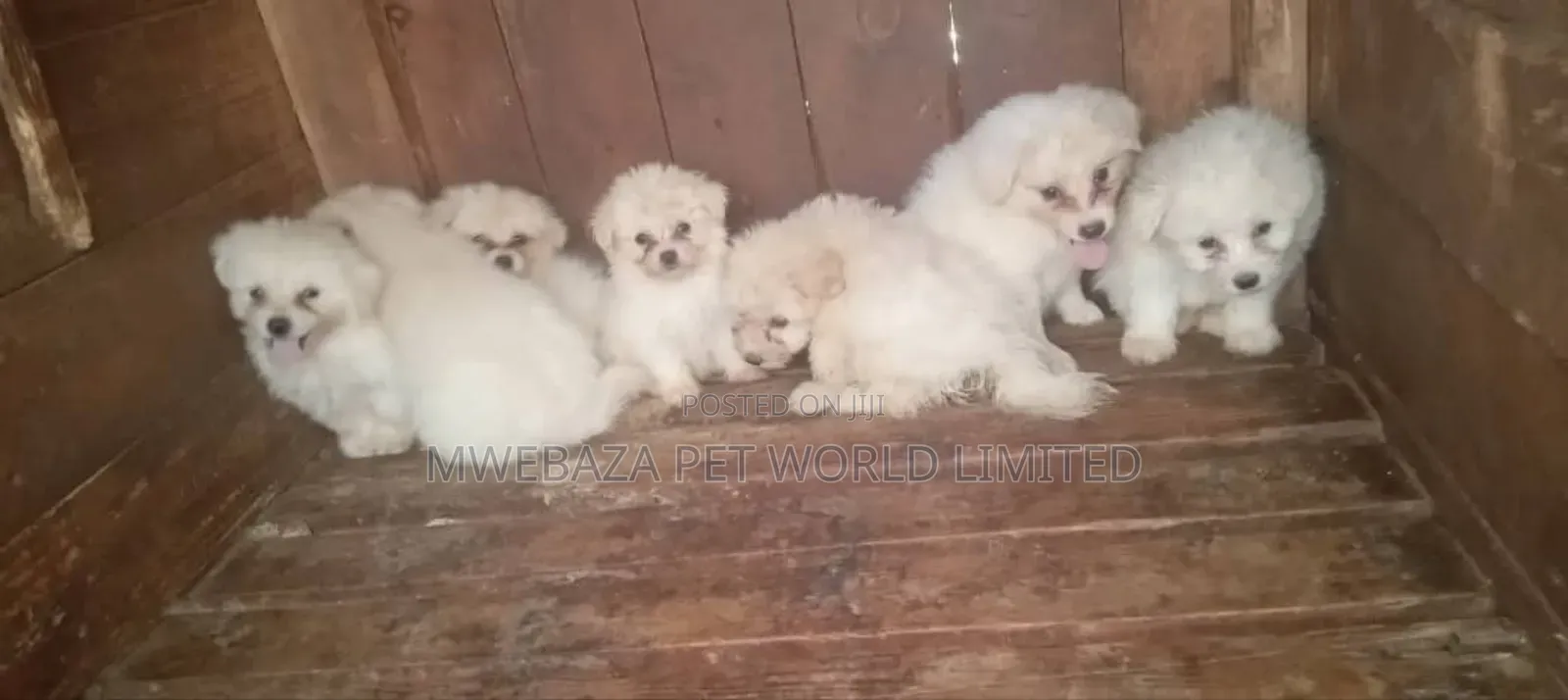 1-3 months Male Purebred Maltese