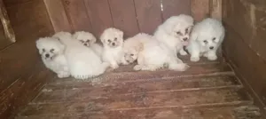 1-3 months Male Purebred Maltese