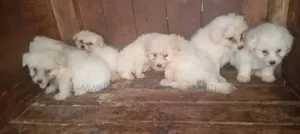 1-3 months Male Purebred Maltese