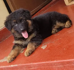3-6 months Male Purebred German Shepherd