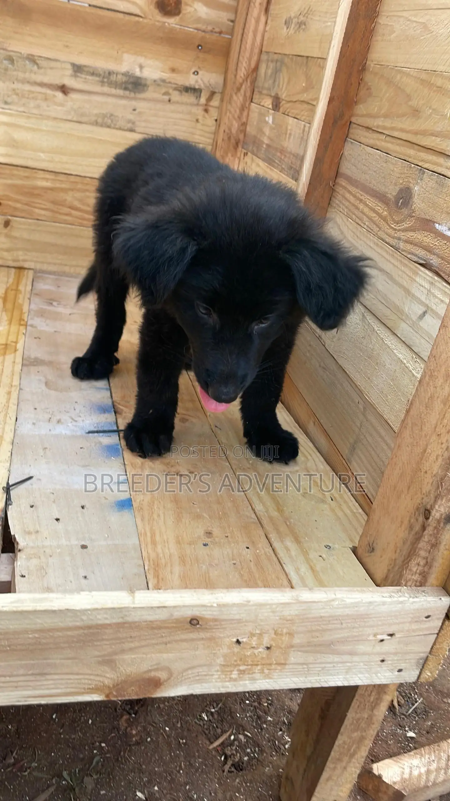 1-3 months Female Purebred German Shepherd