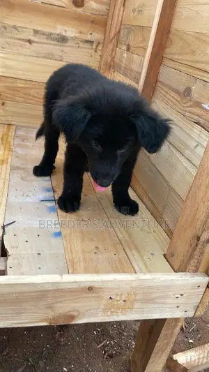 1-3 months Female Purebred German Shepherd