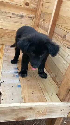 1-3 months Female Purebred German Shepherd