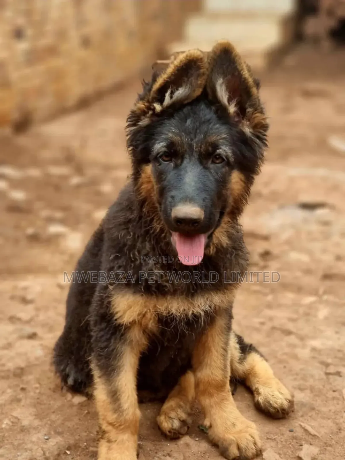 3-6 months Female Purebred German Shepherd