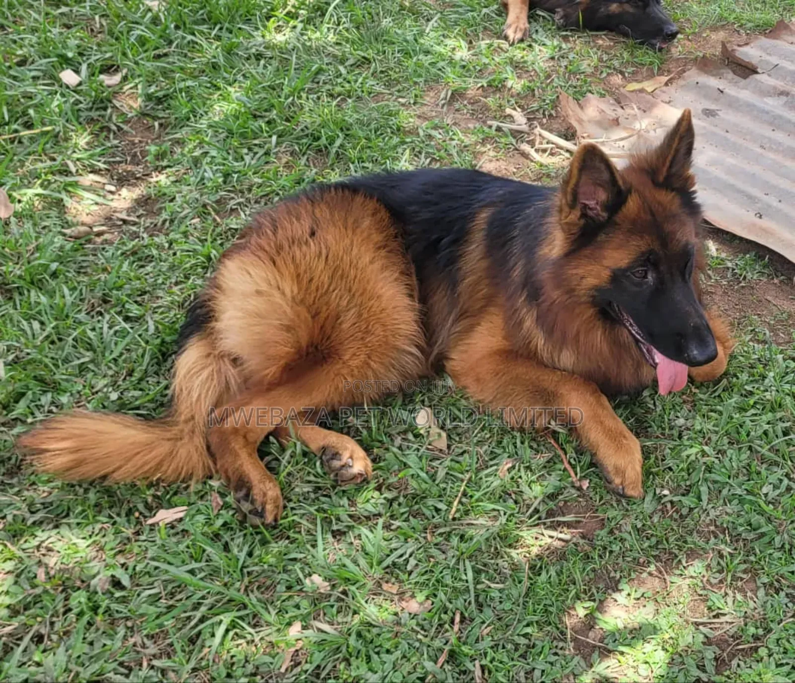 6-12 months Male Purebred German Shepherd